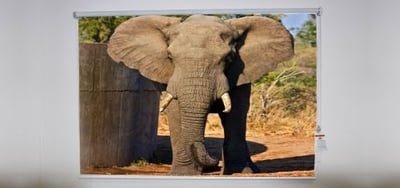 Elephant Roller Shade