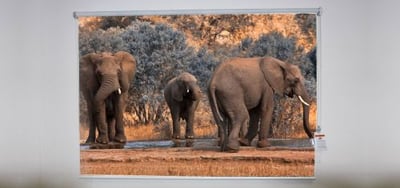 Elephant at Watering hole Roller Shade