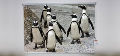 Penguins Roller Shade