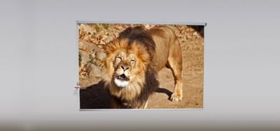 Lion Roller Shade